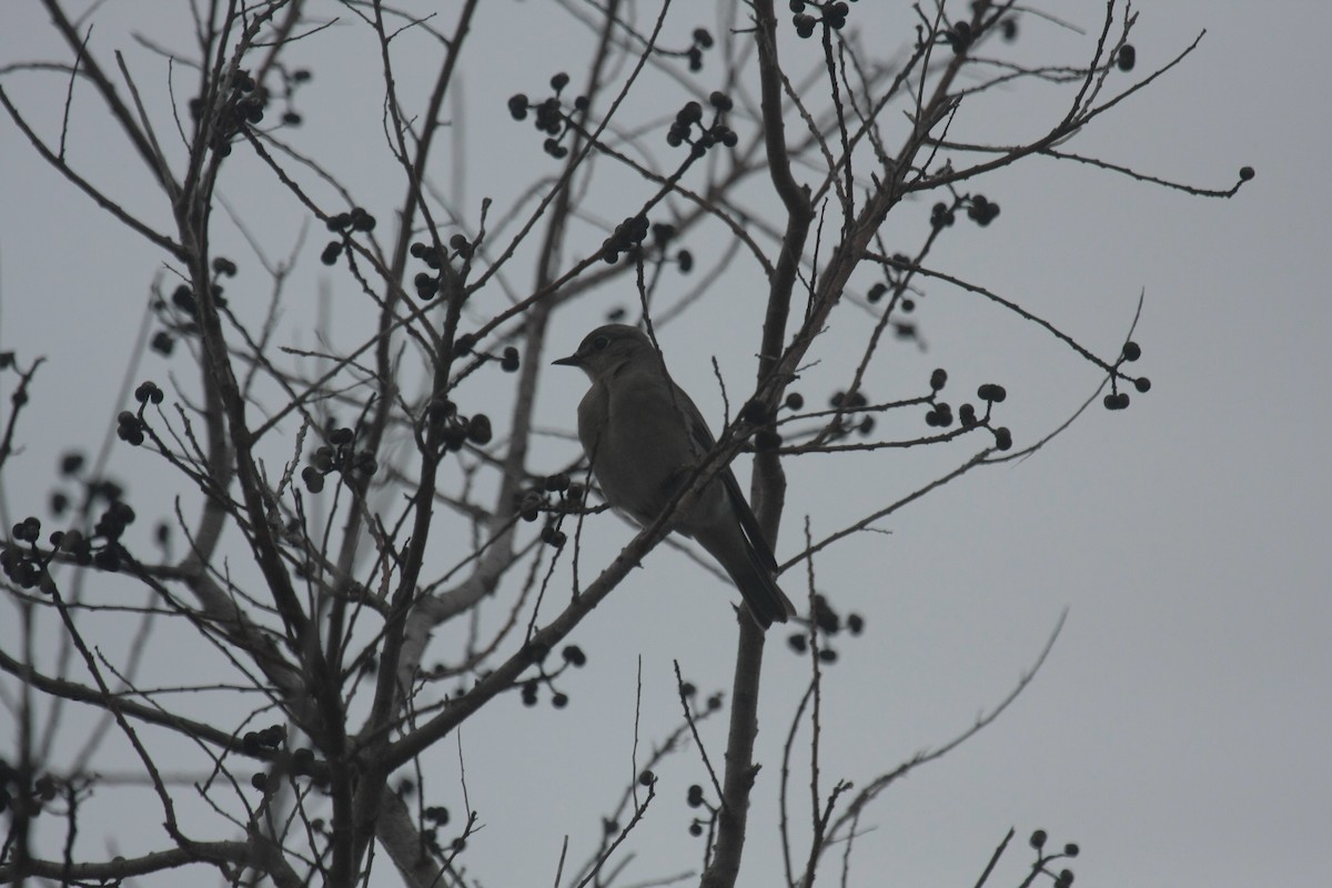 Mountain Bluebird - ML646674557