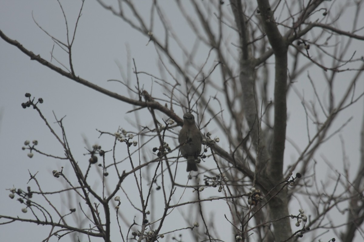 Mountain Bluebird - ML646674558