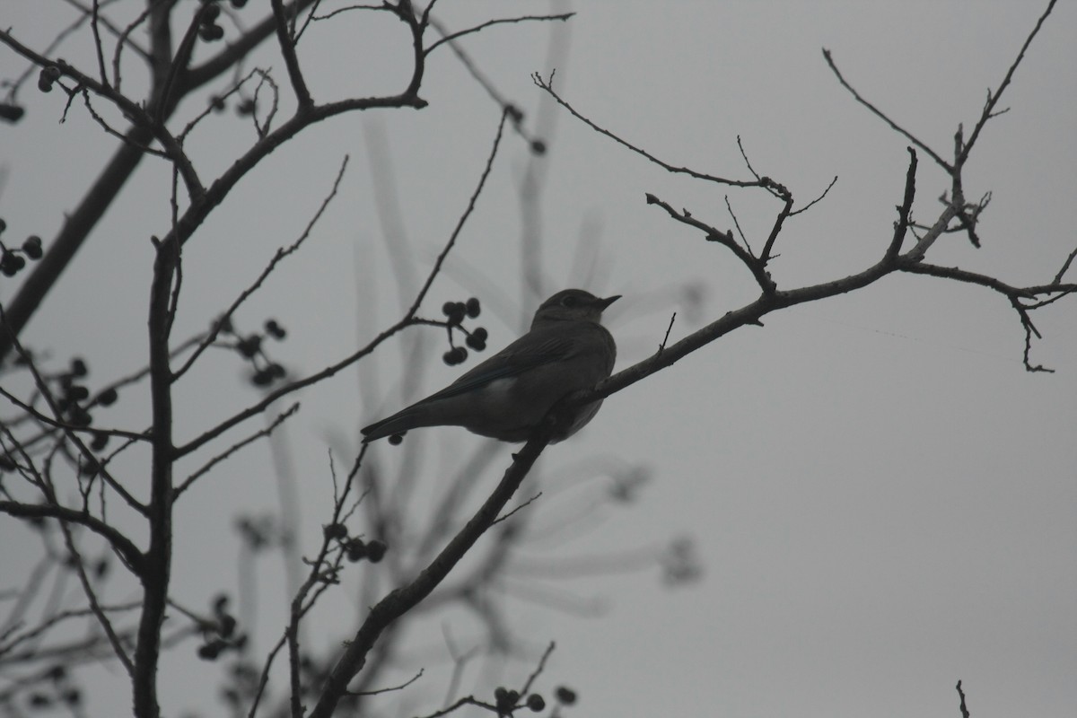 Mountain Bluebird - ML646674559