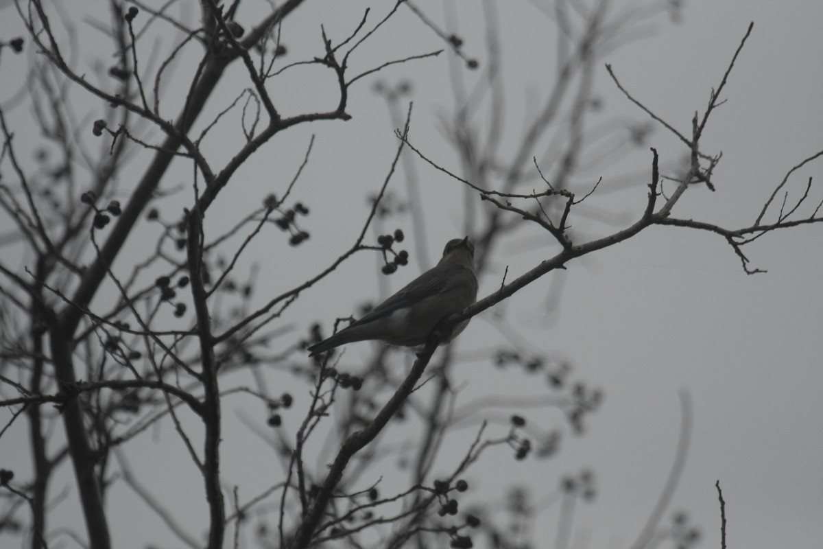 Mountain Bluebird - ML646674560
