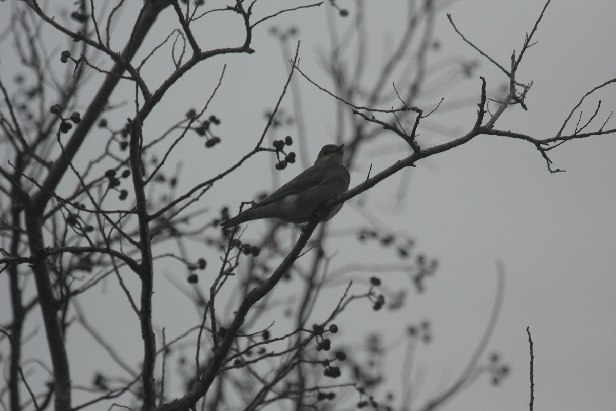 Mountain Bluebird - ML646674561