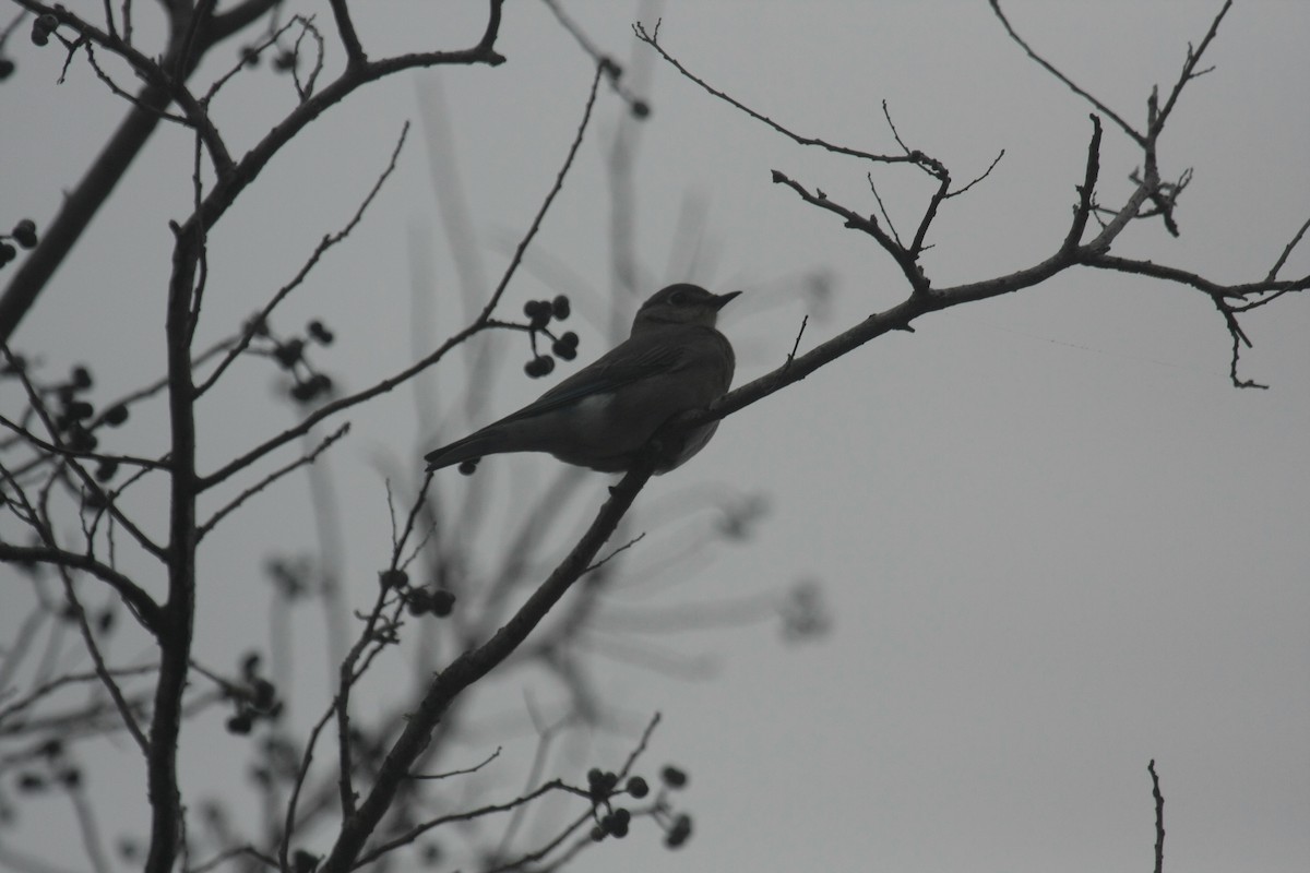 Mountain Bluebird - ML646674562