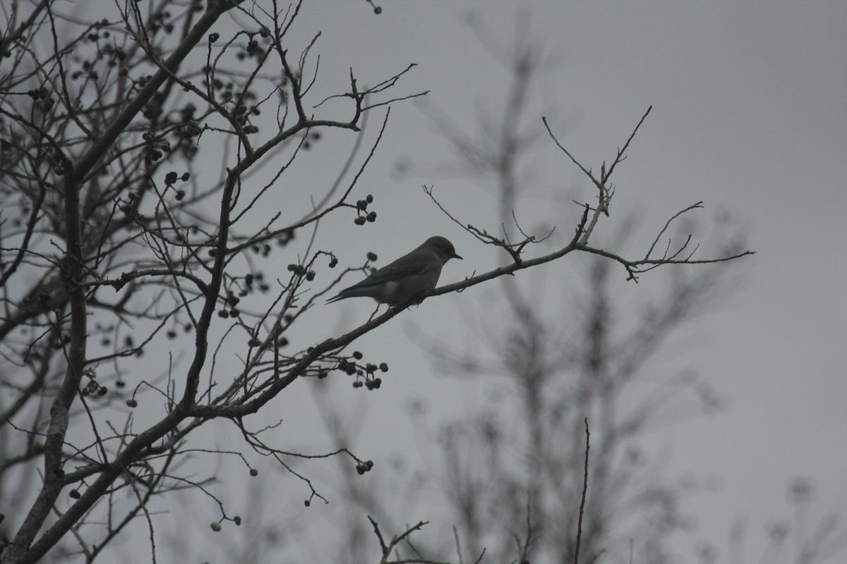 Mountain Bluebird - ML646674563