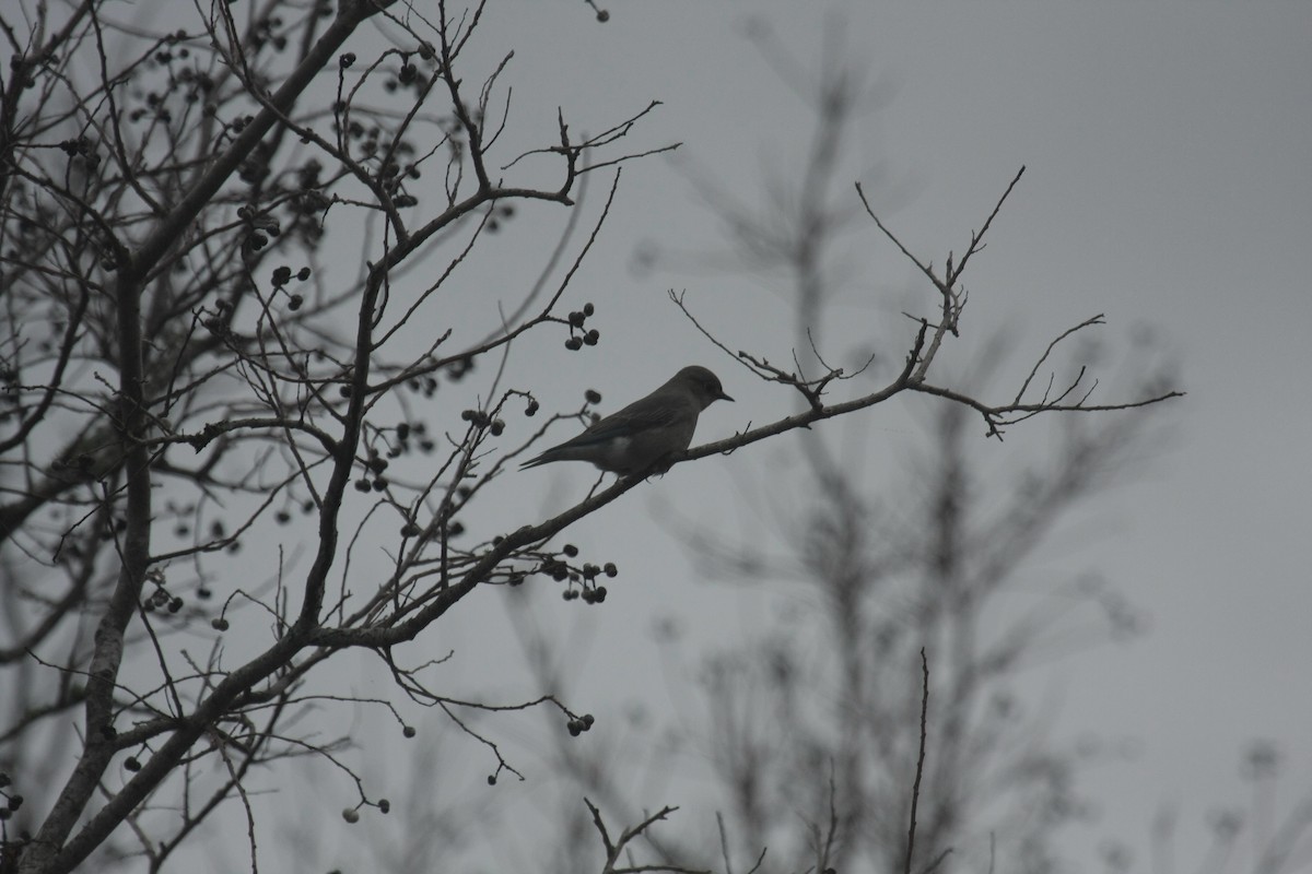 Mountain Bluebird - ML646674564