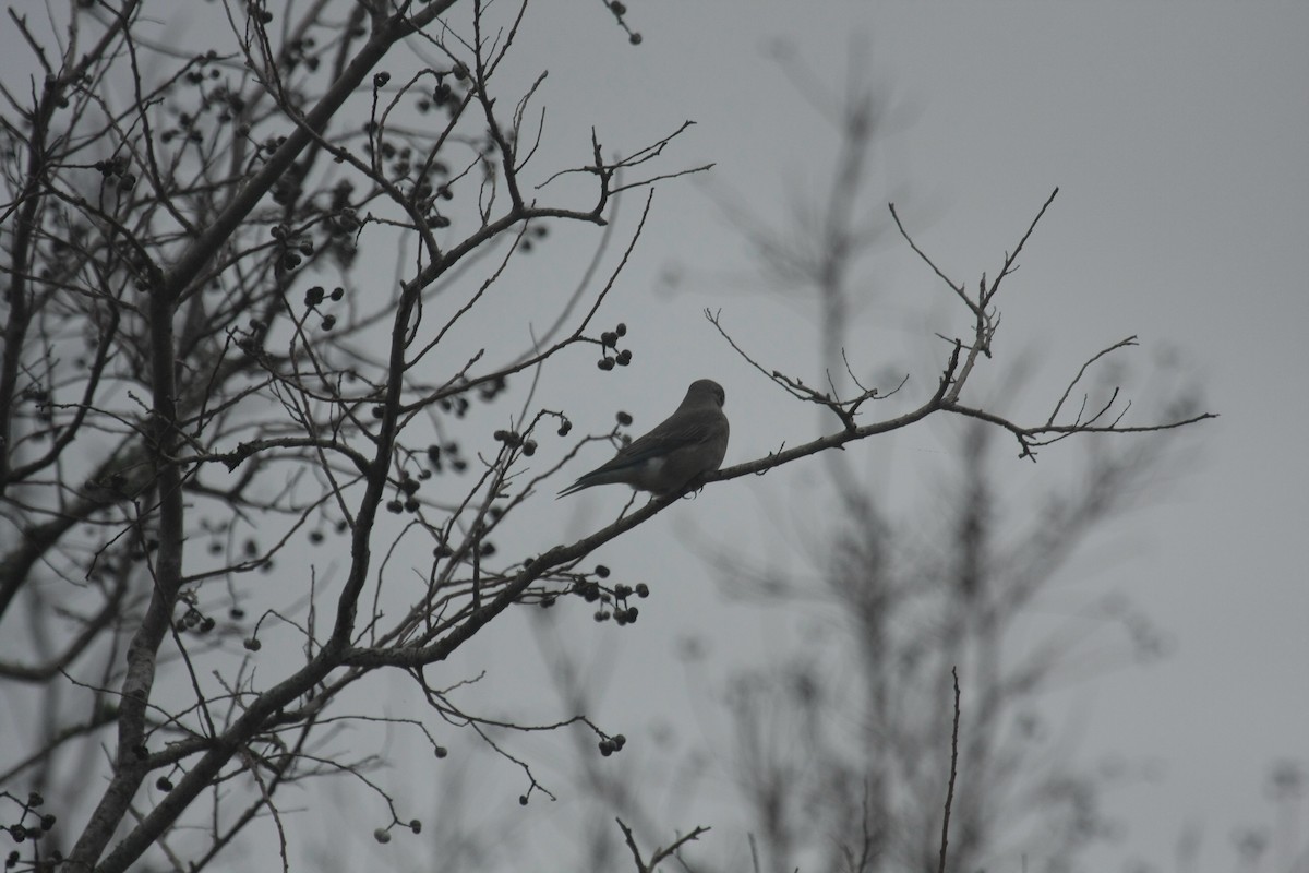 Mountain Bluebird - ML646674565