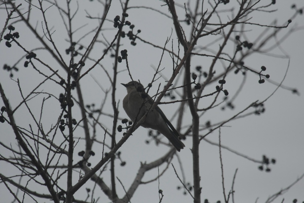 Mountain Bluebird - ML646674566