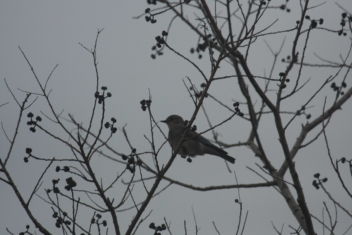 Mountain Bluebird - ML646674567