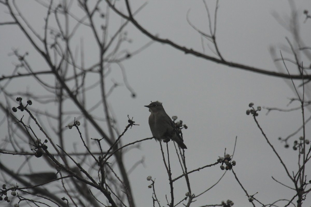 Mountain Bluebird - ML646674568