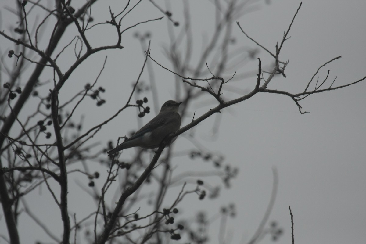 Mountain Bluebird - ML646674569