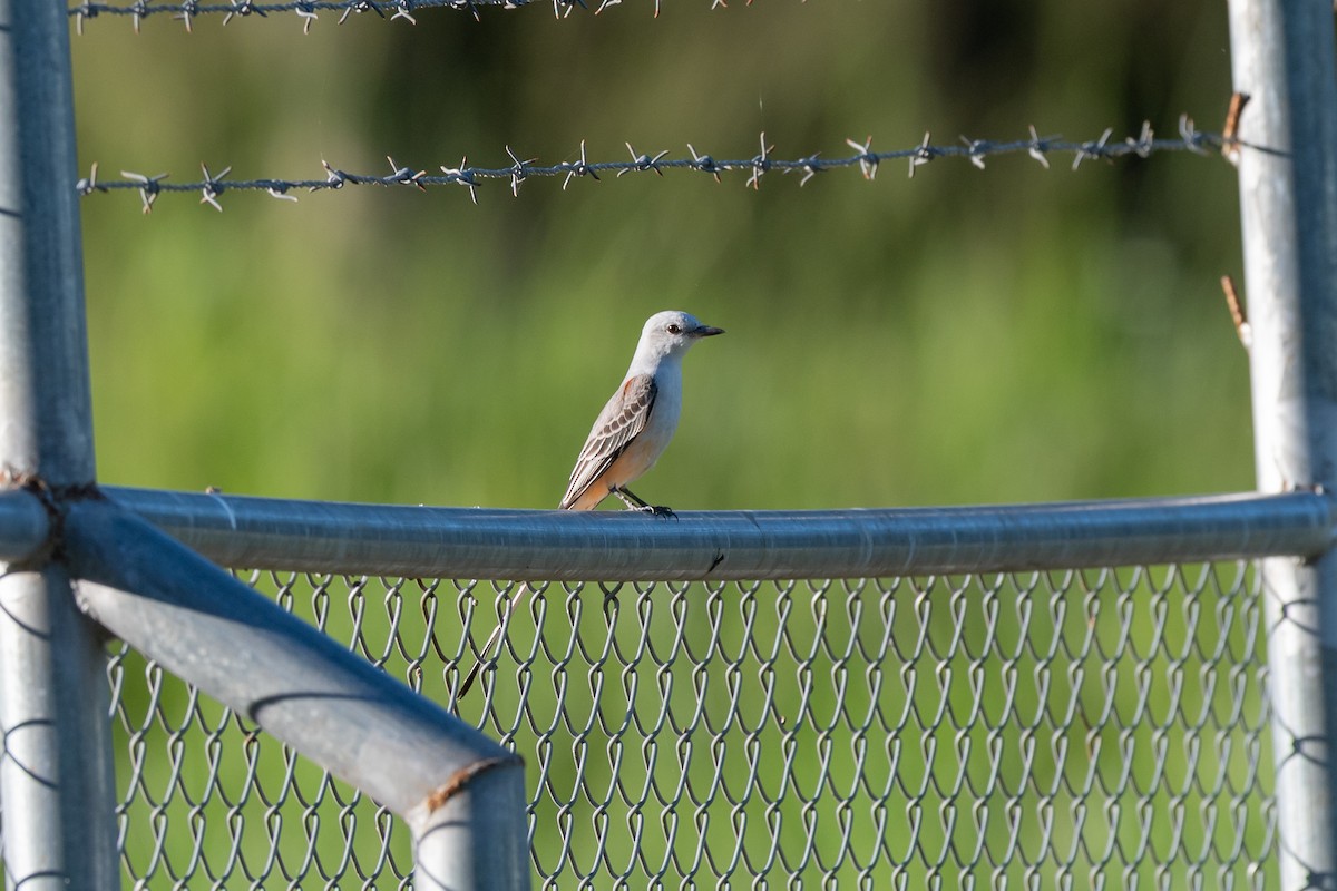 Çatal Kuyruklu Tiran - ML646674570