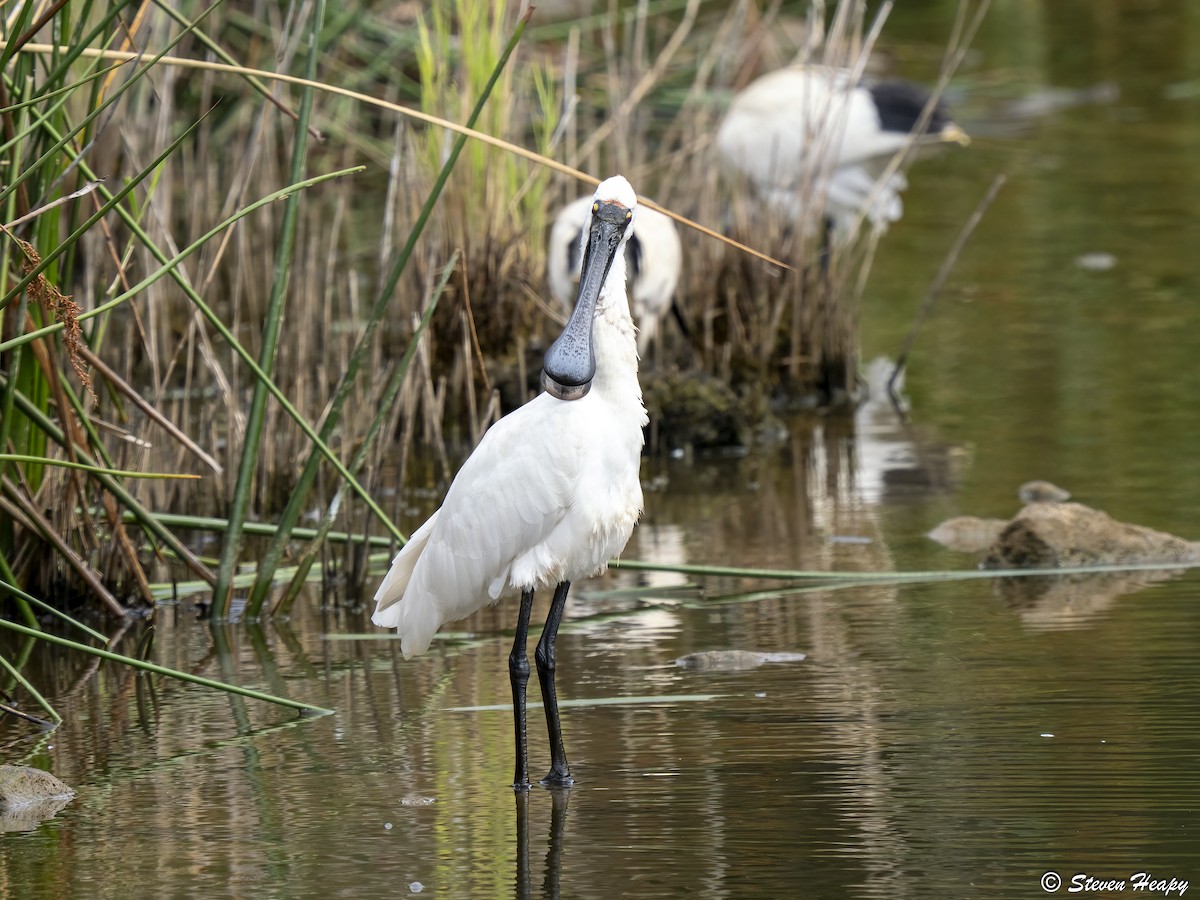 Косар королівський - ML646674580