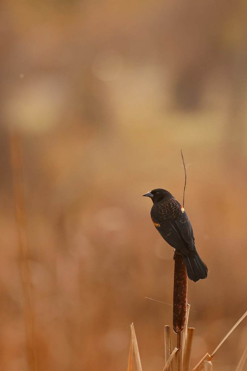 Red-winged Blackbird - ML646674582