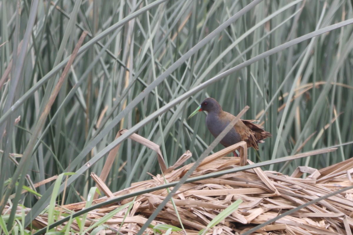 Kurşuni Sukılavuzu - ML646674586