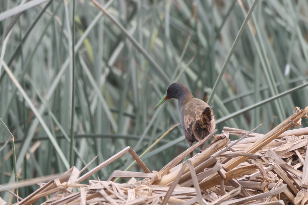 Kurşuni Sukılavuzu - ML646674587