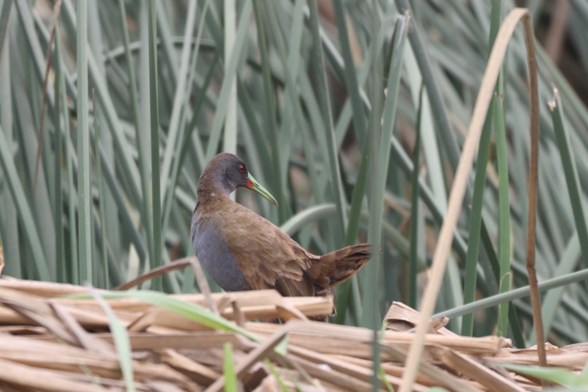 Kurşuni Sukılavuzu - ML646674588