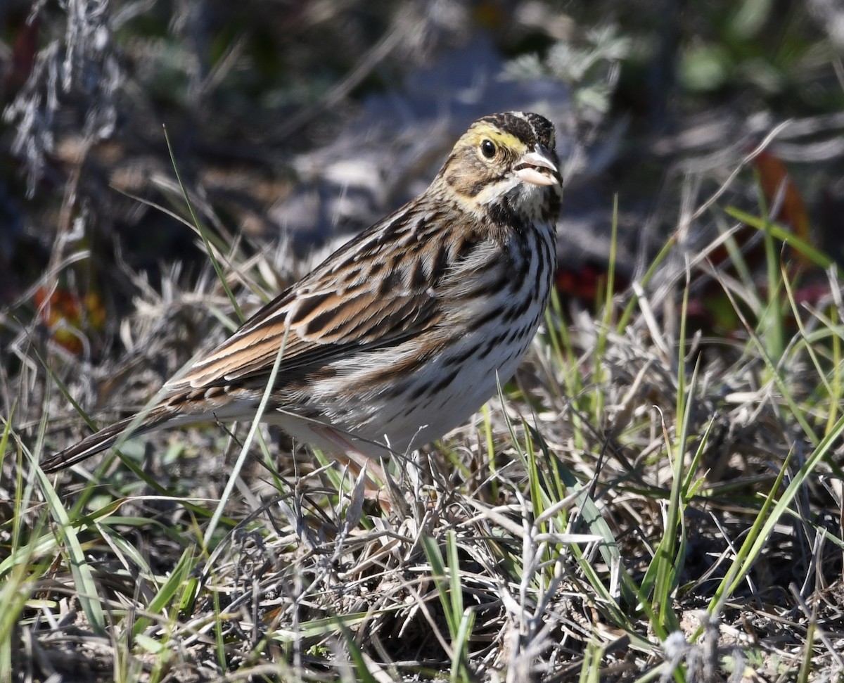 Savannah Sparrow - ML646674591