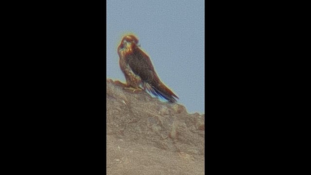 Variable Hawk - ML646674594