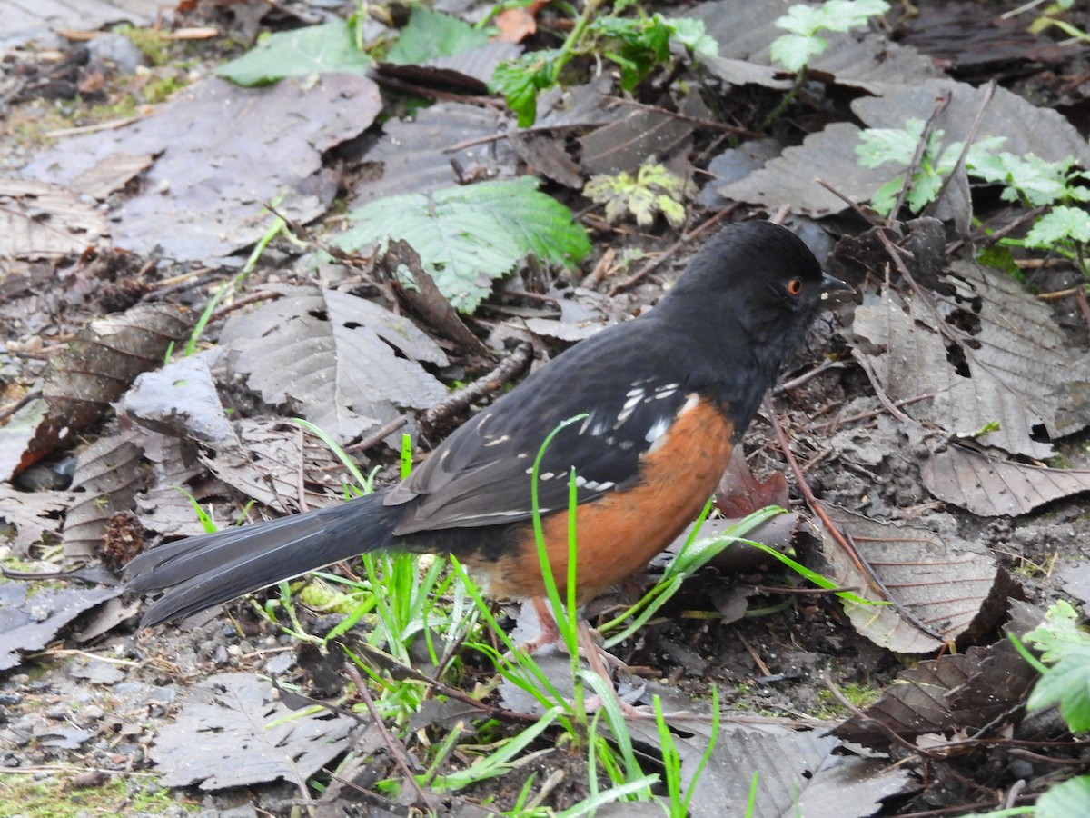 Spotted Towhee - ML646674602