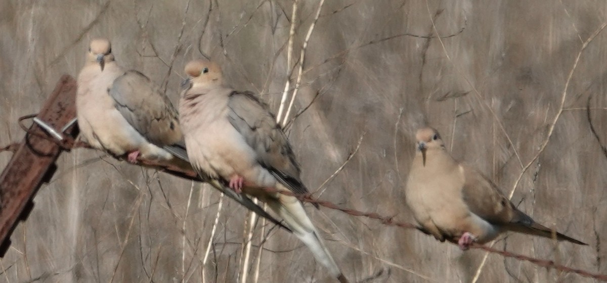 Zenaida arrunta - ML646674603