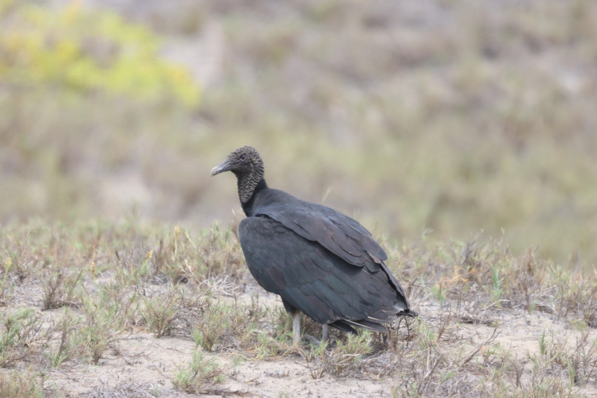 Black Vulture - ML646674606