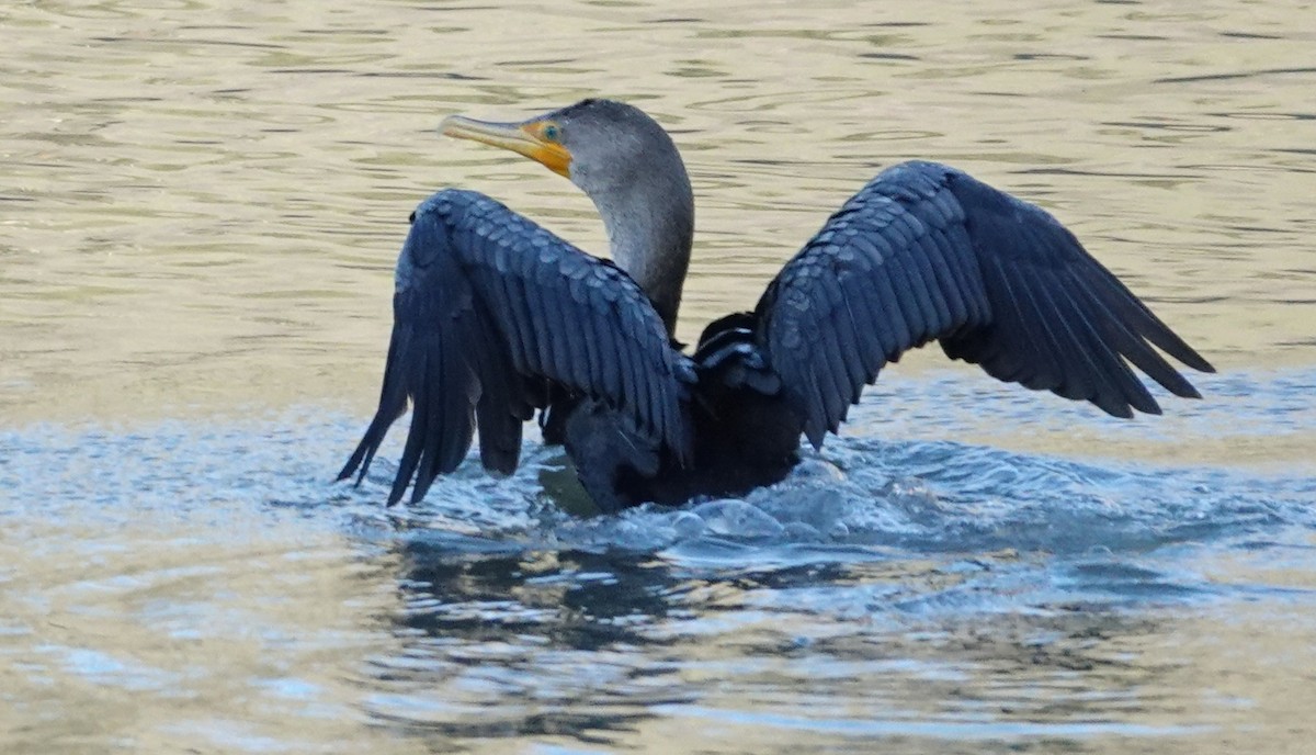 Ubarroi belarriduna - ML646674607