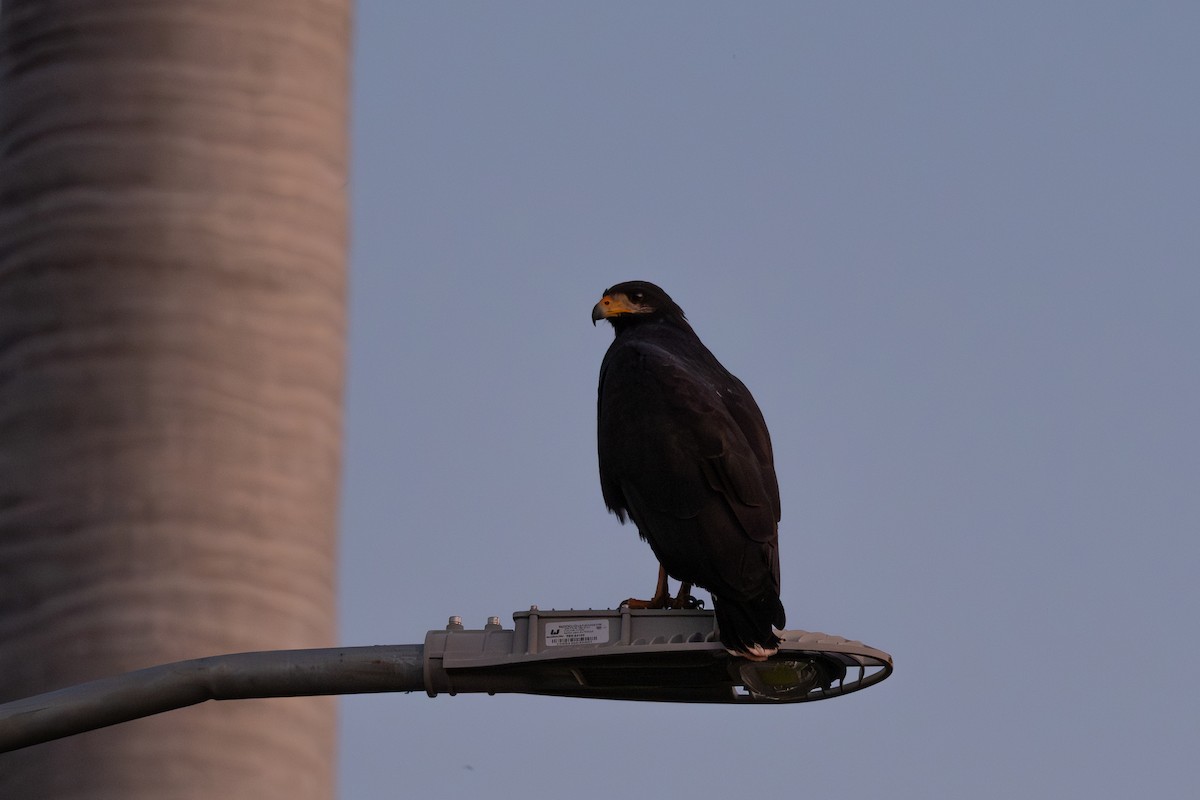 Kara Yengeç Şahini - ML646674611