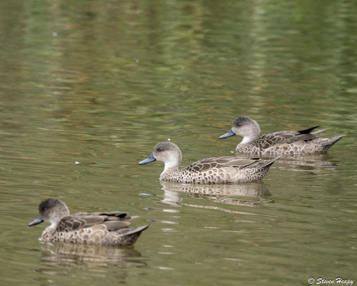 Gray Teal - ML646674616