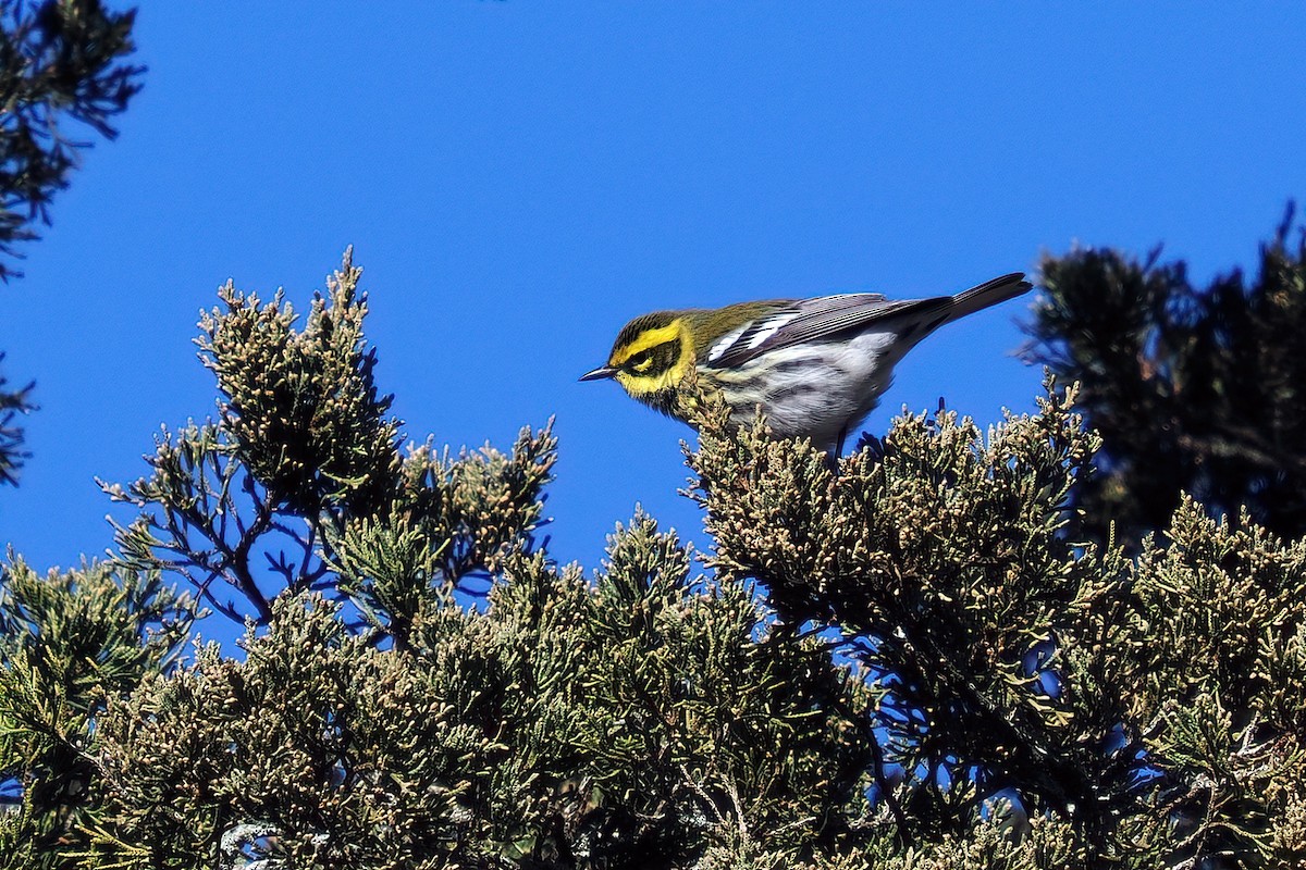 Townsend Ötleğeni - ML646674618