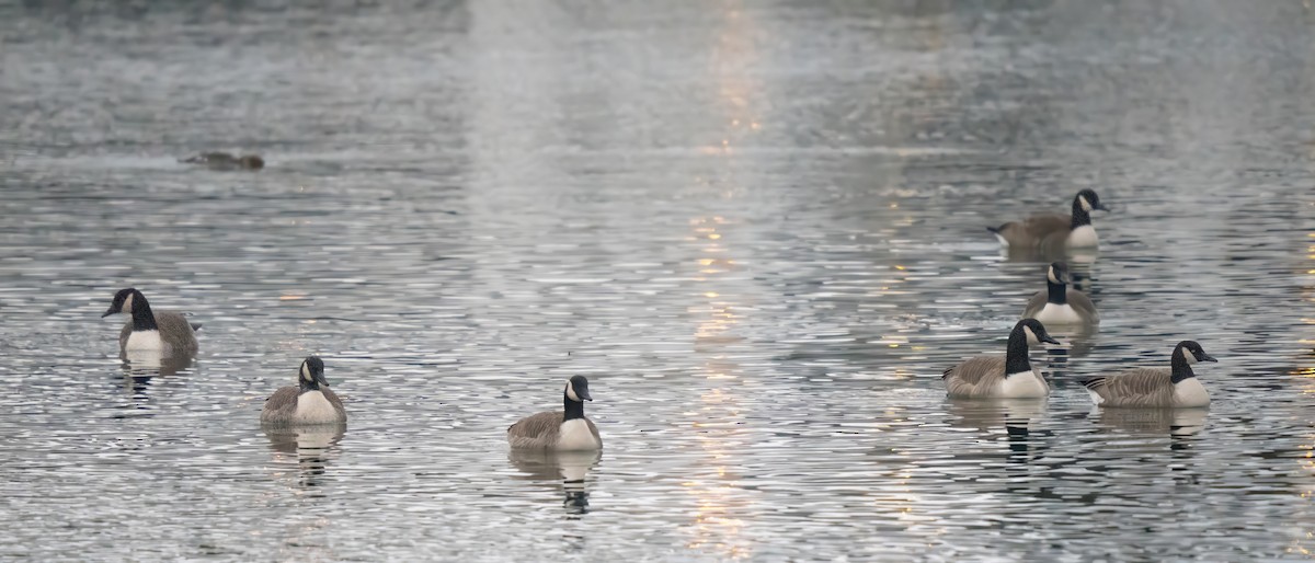 Barnacla Canadiense Grande - ML646674620