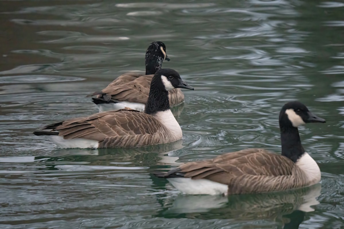 Barnacla Canadiense Grande - ML646674621