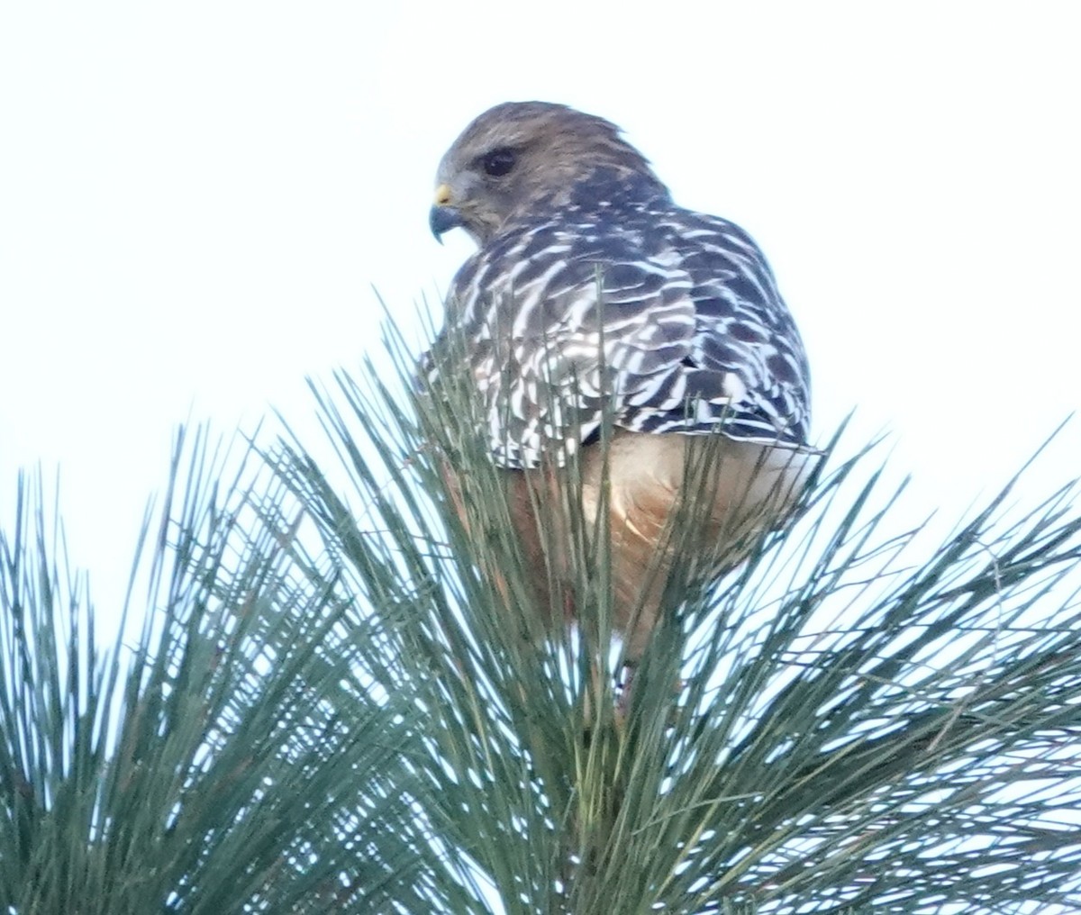 Red-shouldered Hawk - ML646674623