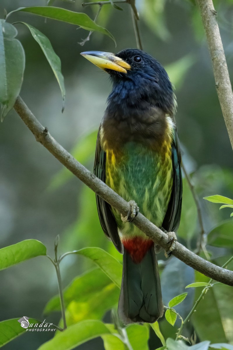 Great Barbet - ML646674624