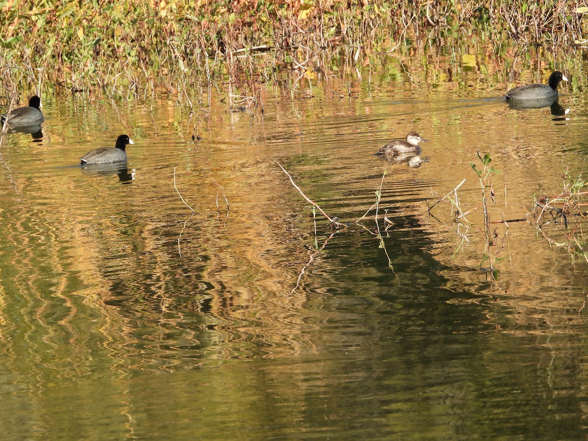 Focha Americana - ML646674626