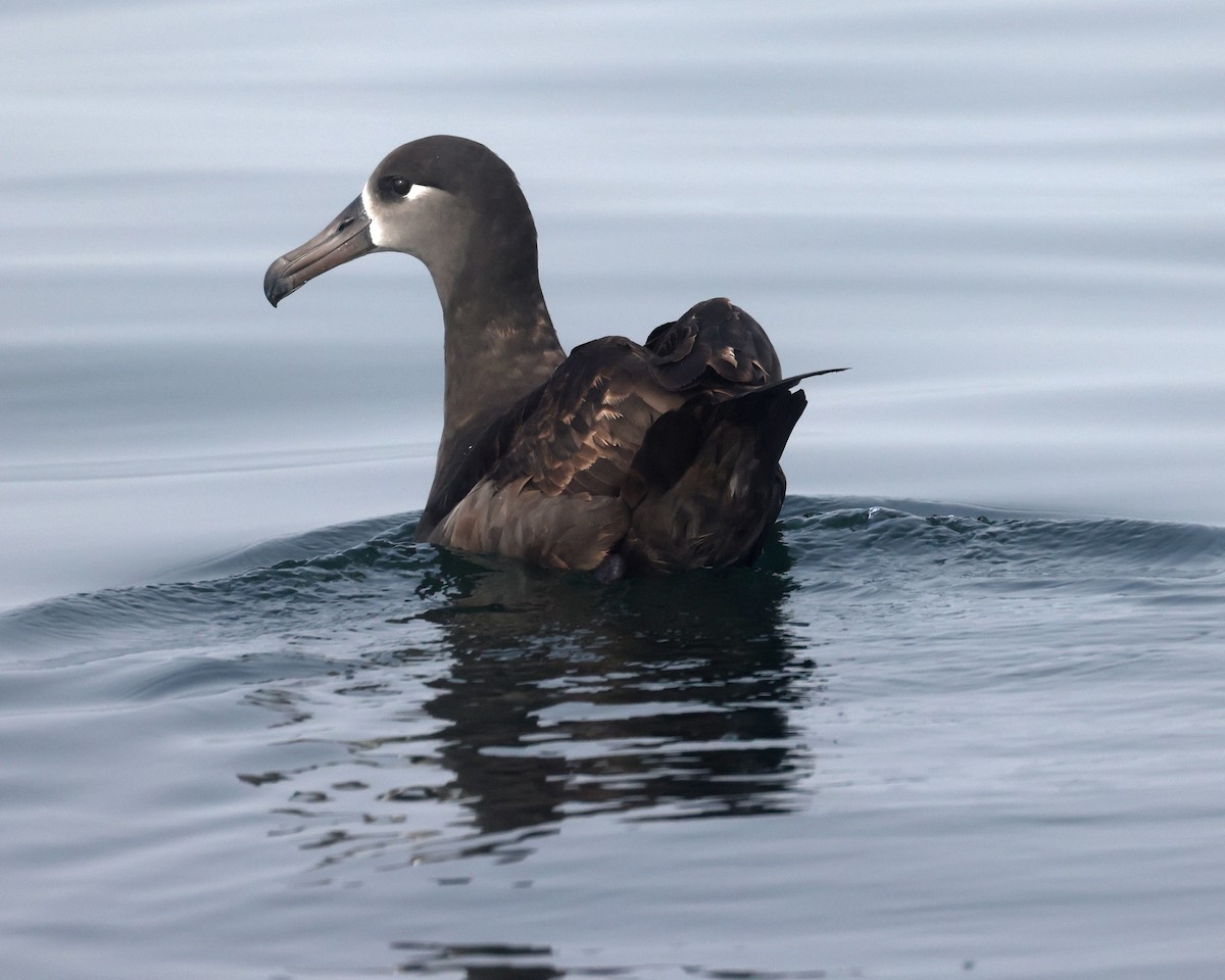 Черноногий альбатрос - ML646674627