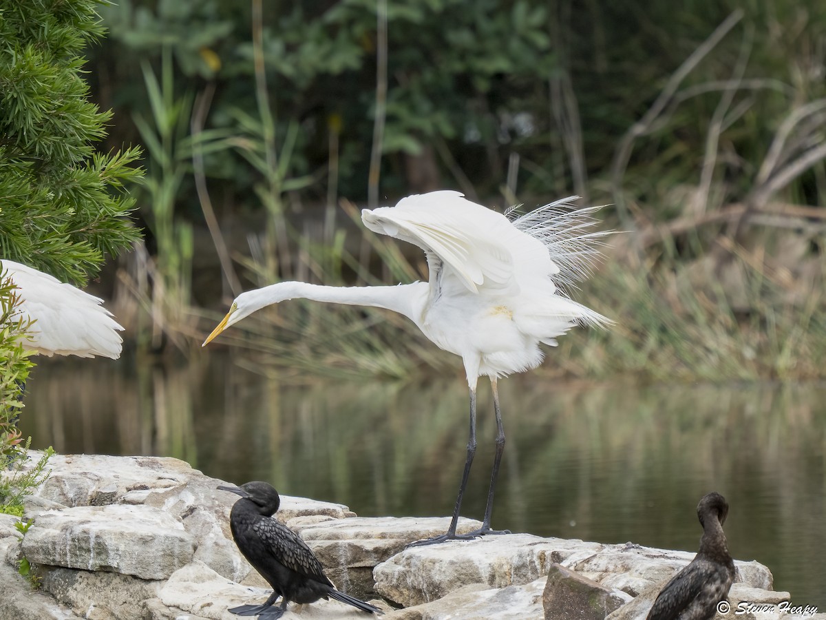 Great Egret - ML646674632