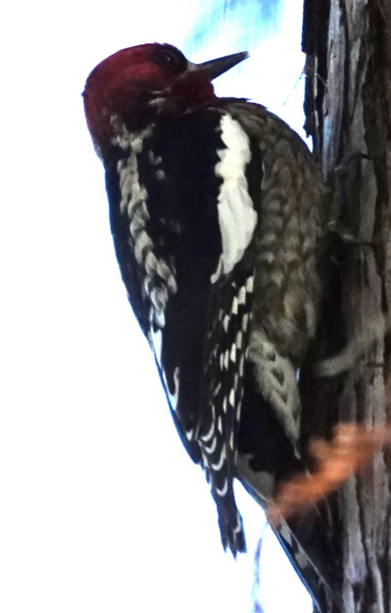 Red-breasted Sapsucker - ML646674633