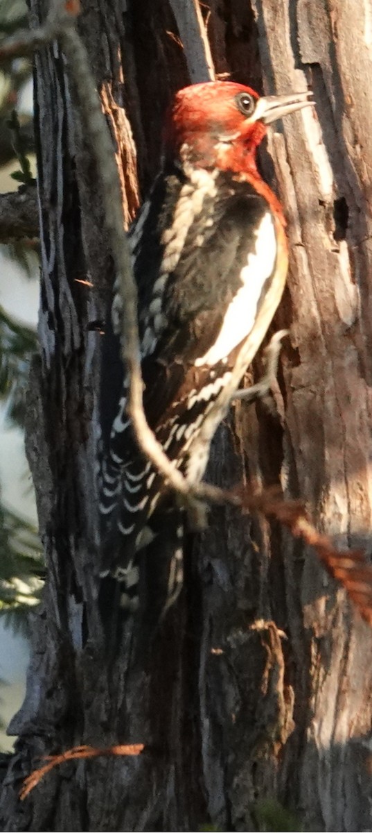 Red-breasted Sapsucker - ML646674635