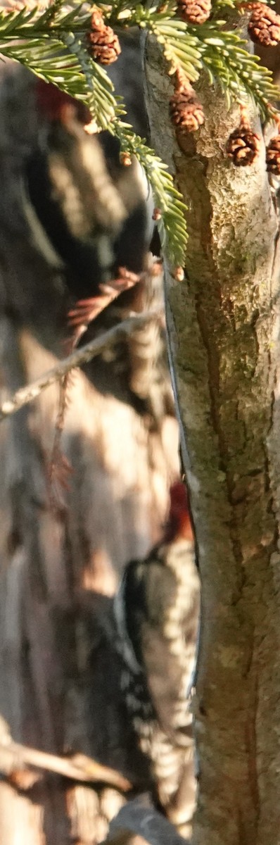 Red-breasted Sapsucker - ML646674636