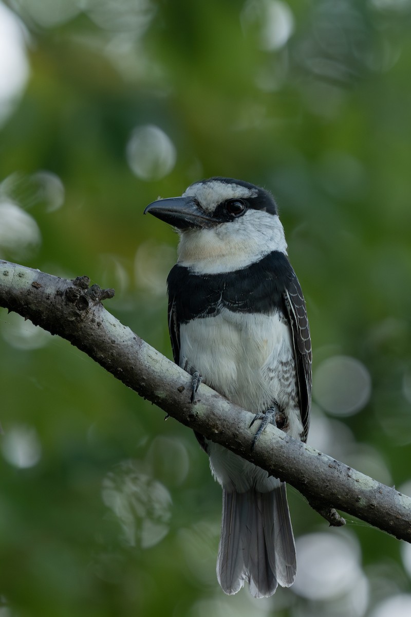 Beyaz Alınlı Pufkuşu - ML646674637