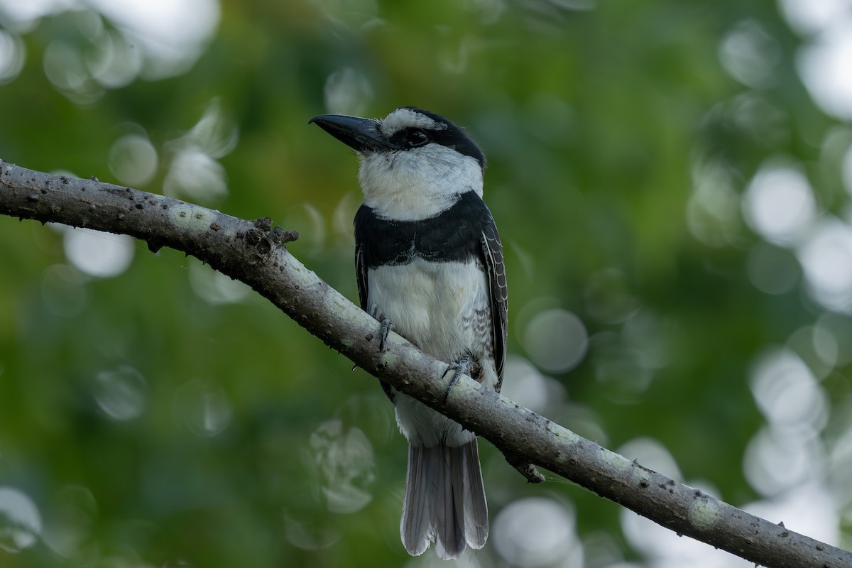 Beyaz Alınlı Pufkuşu - ML646674638