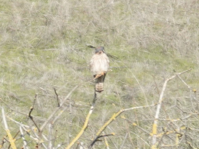 Belatz amerikarra - ML646674642