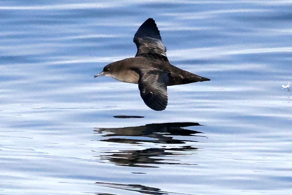 Серый буревестник - ML646674643