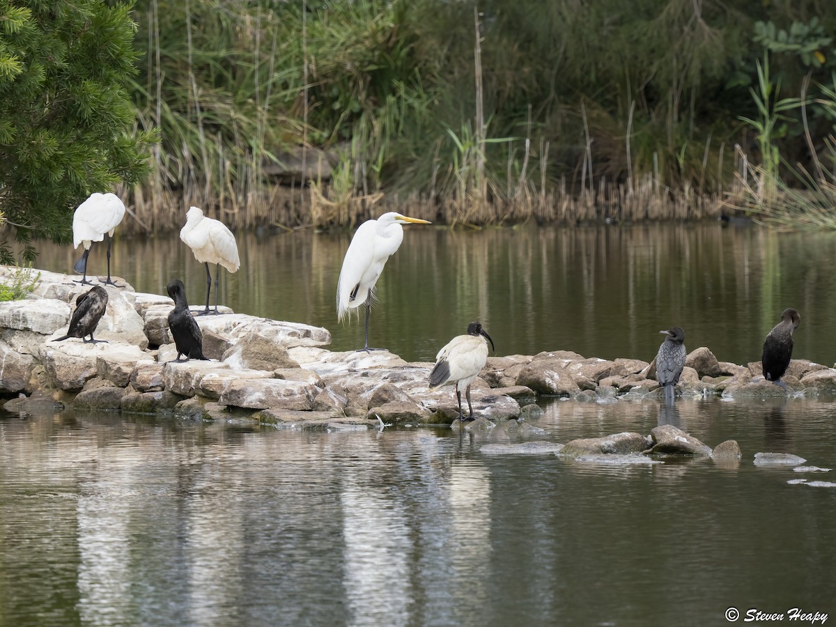 Great Egret - ML646674647