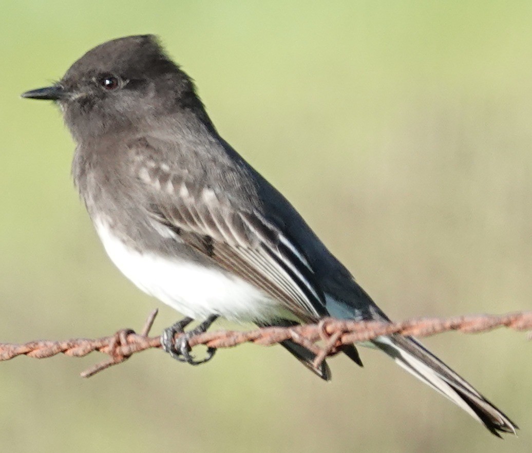 Black Phoebe - ML646674648