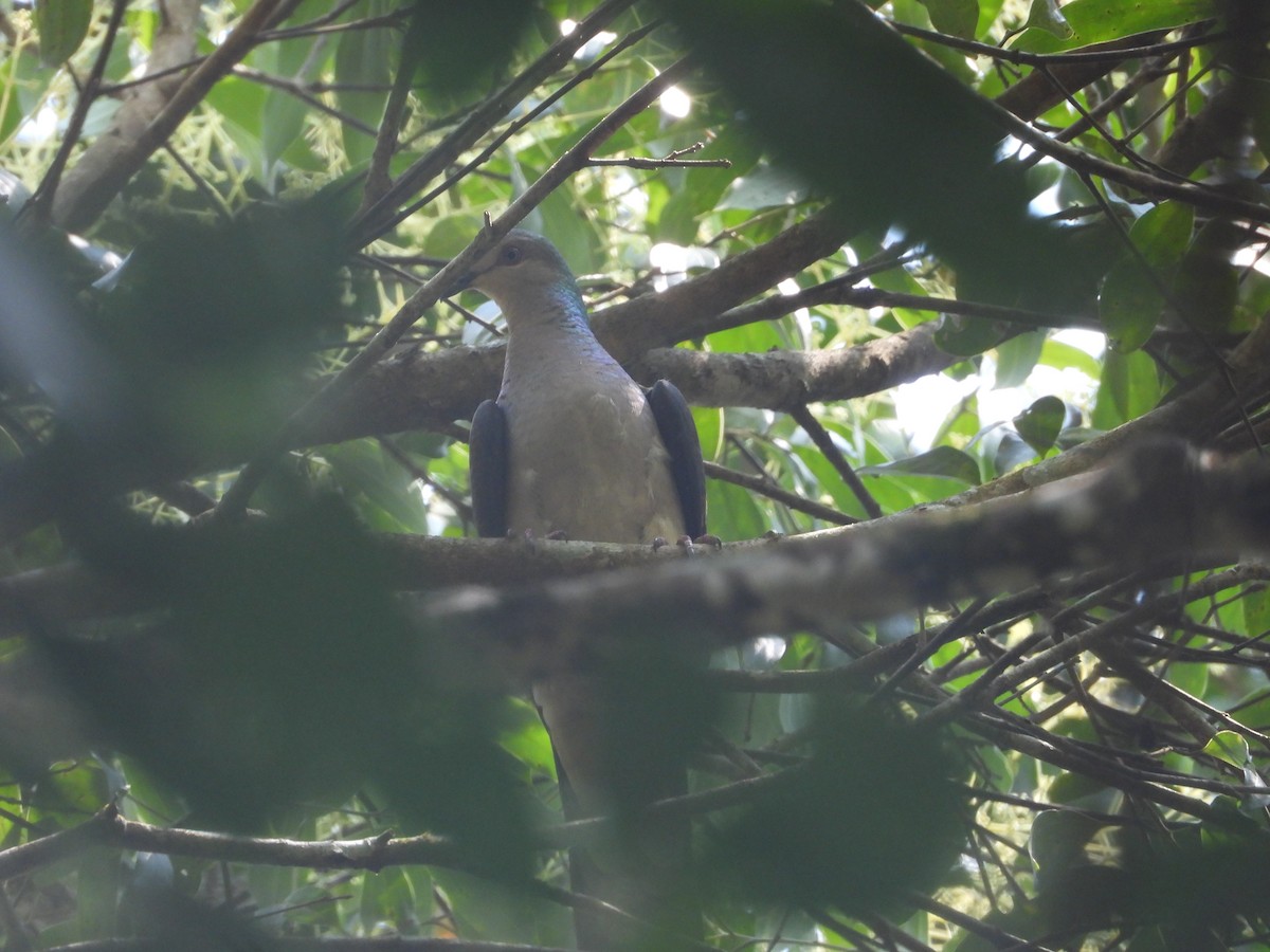 Barred Cuckoo-Dove - ML646674649