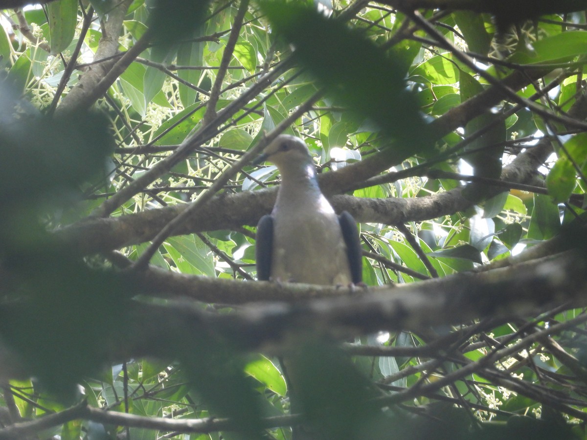 Barred Cuckoo-Dove - ML646674650