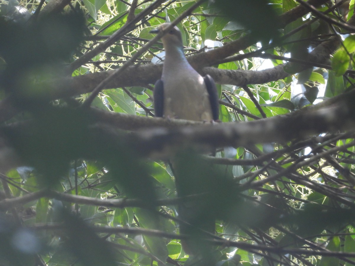 Barred Cuckoo-Dove - ML646674651
