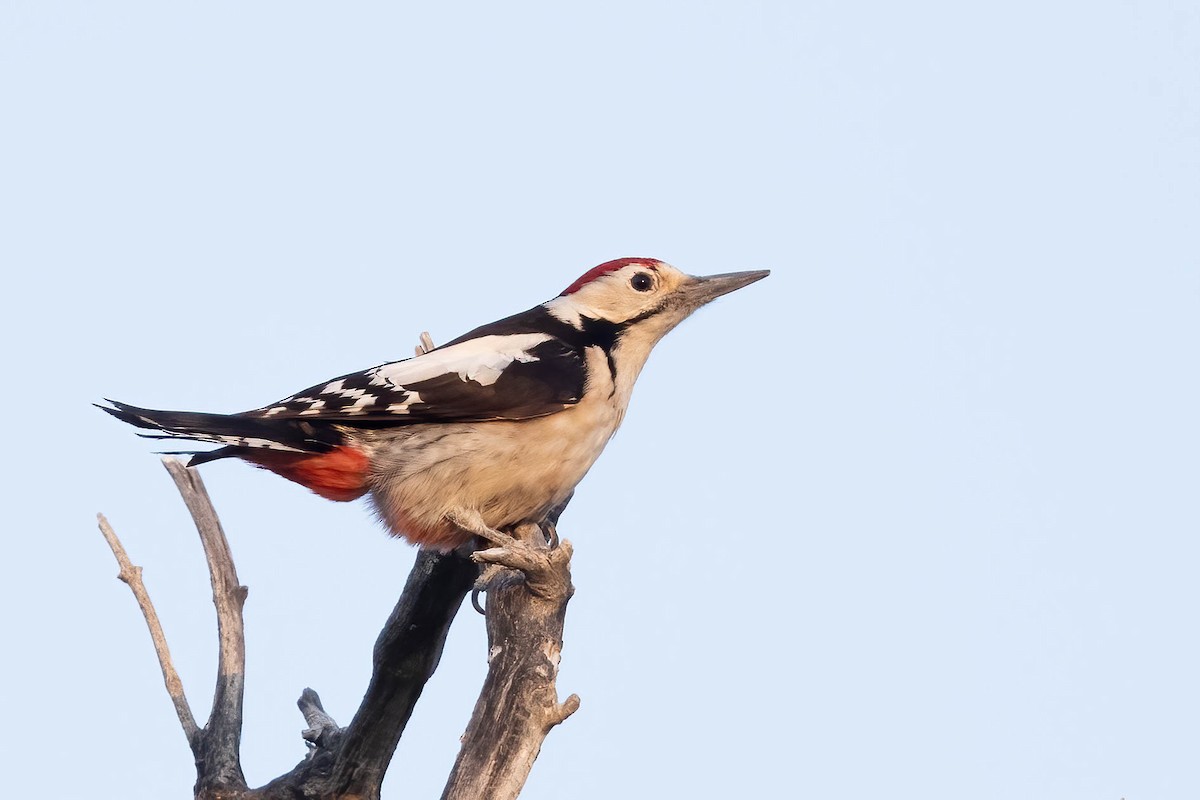 Sind Woodpecker - ML646674653