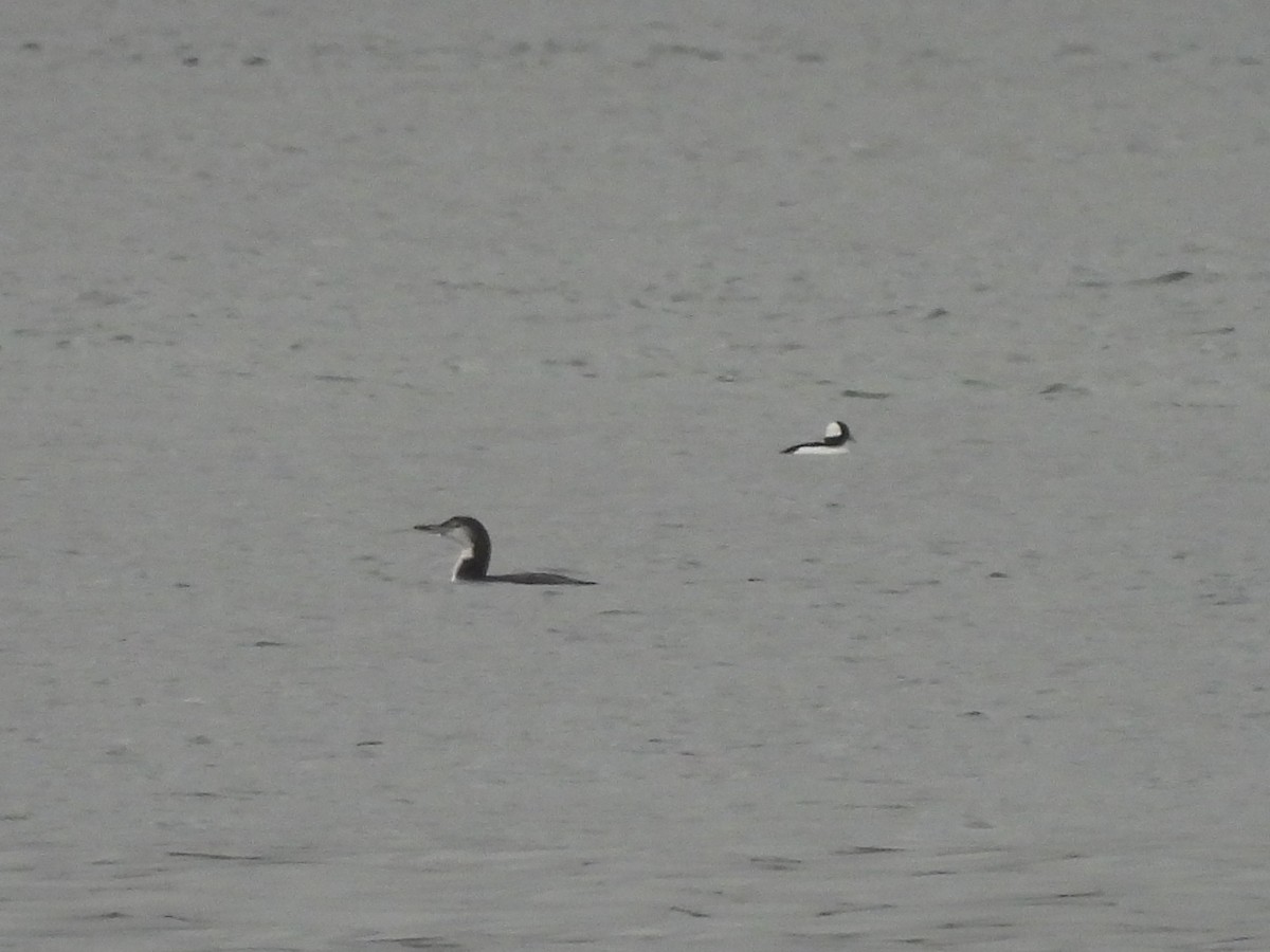 Common Loon - ML646674654