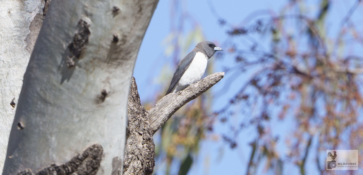 White-breasted Woodswallow - ML646674655